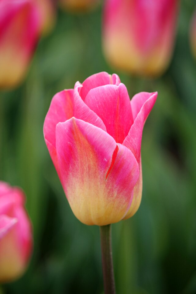 Vanilla slice tulip netherlands