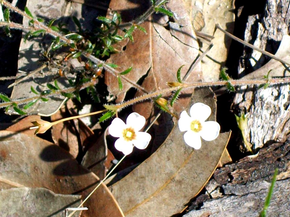Bairne Track Mitrasacme flower