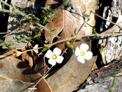 Bairne Track Mitrasacme flower
