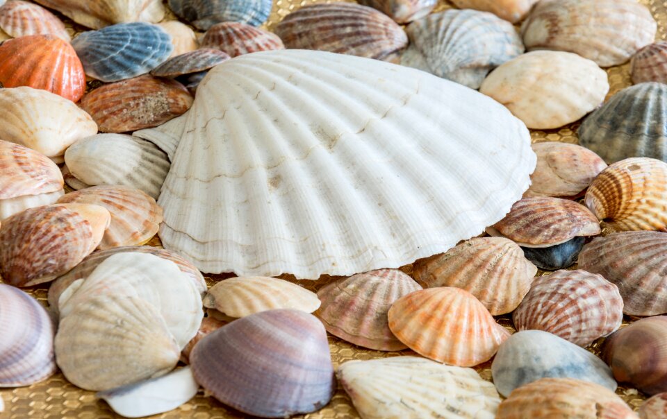 Sea shell ocean nature