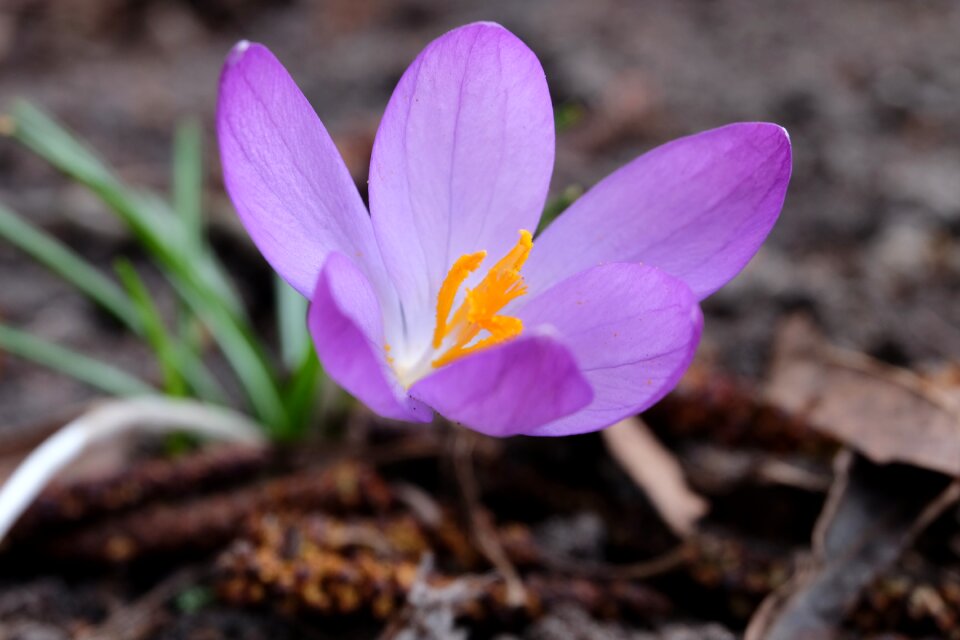 Close up early bloomer crocus