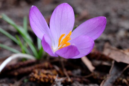 Close up early bloomer crocus photo