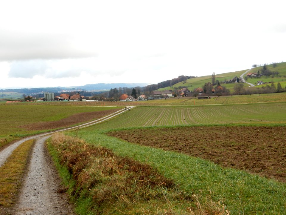 Baggwil
