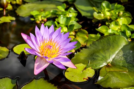 Bloom bloom purple