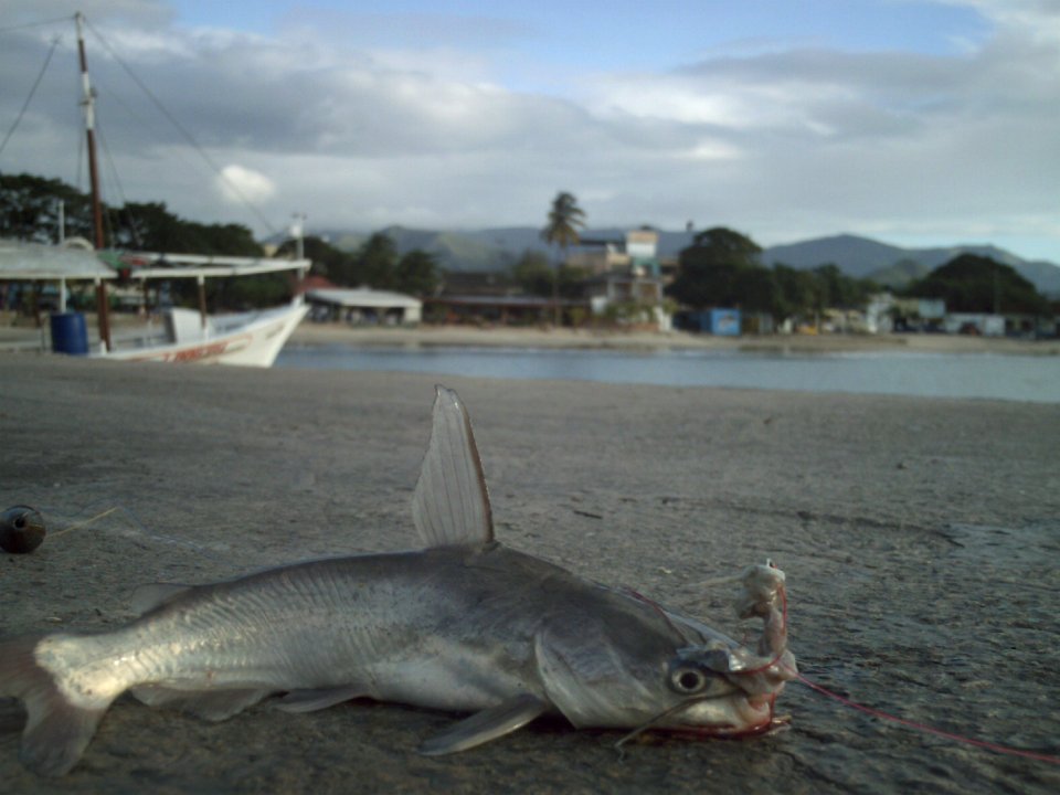 Bagre Puerquero de la Bahia de Juan Griego