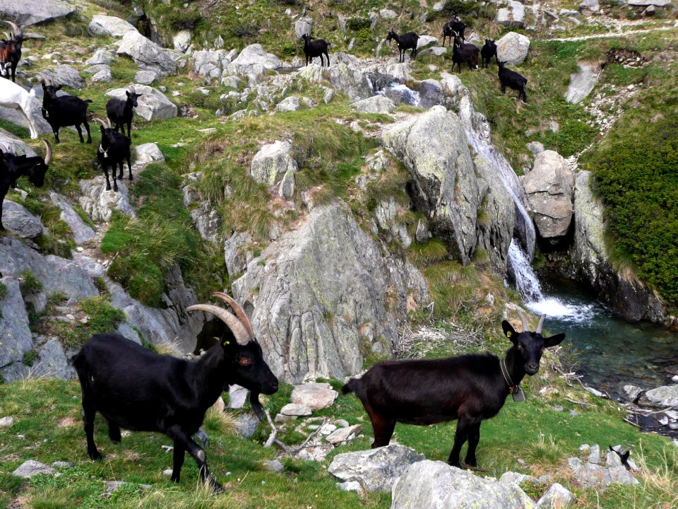 Black flock rock landscape
