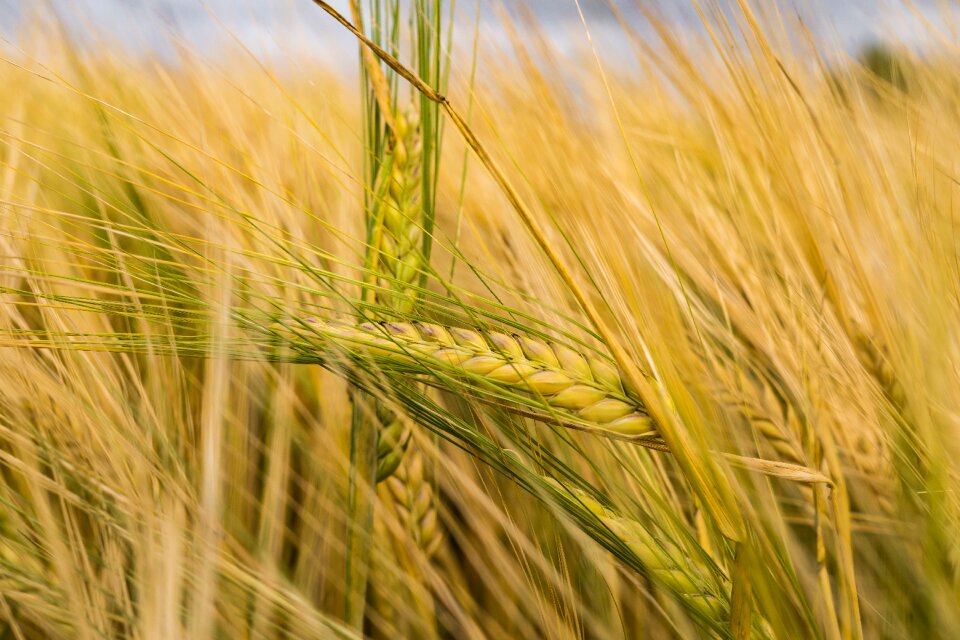 Field wheat field cornfield