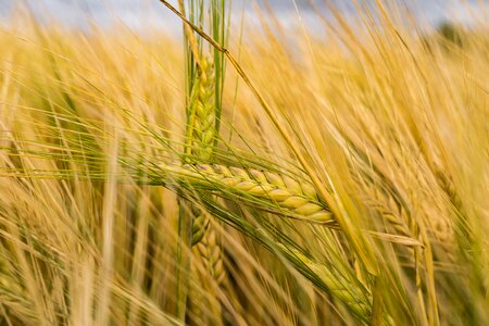 Field wheat field cornfield photo