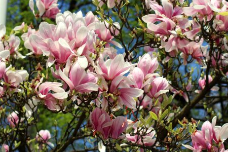 Flower magnolia spring photo