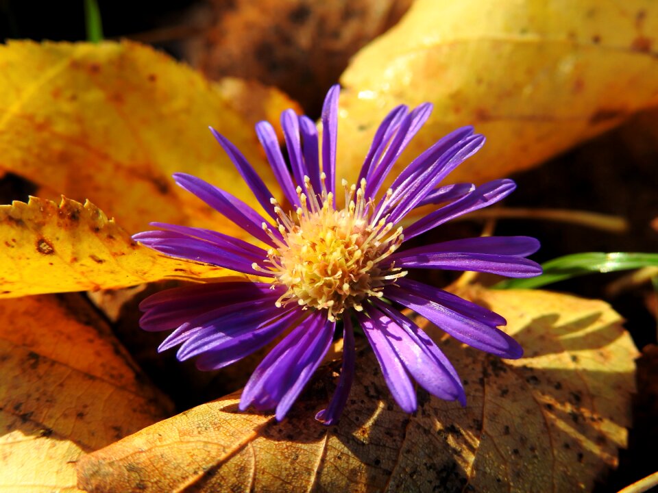 Withered nature plant