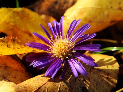 Withered nature plant