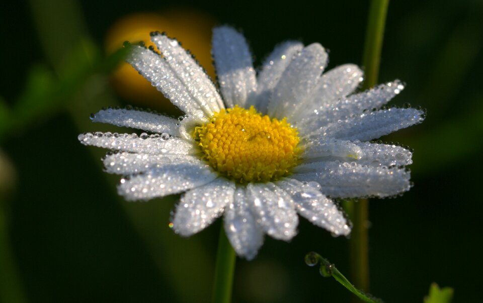 Blossom bloom plant