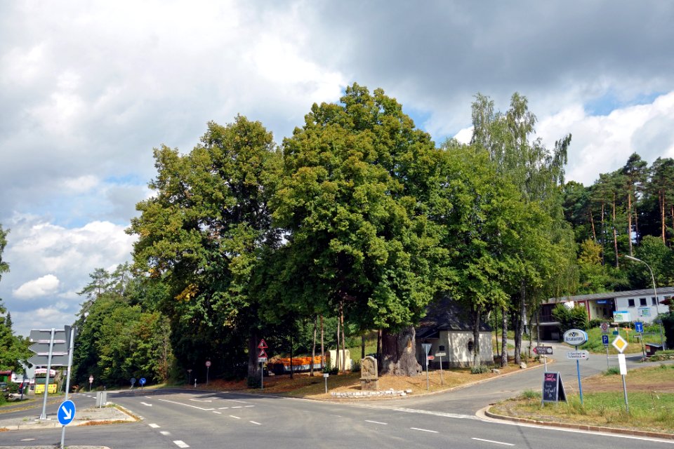 Badangerlinde, 2