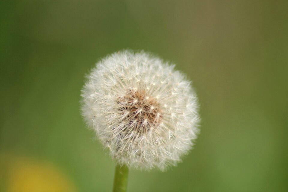 Dandelion macro Free photos
