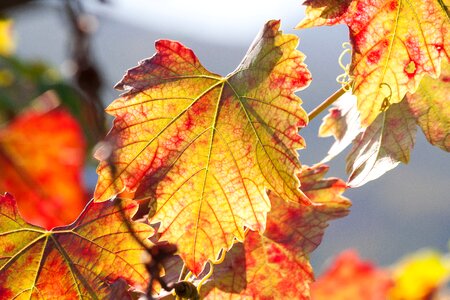 Vineyard plant autumn