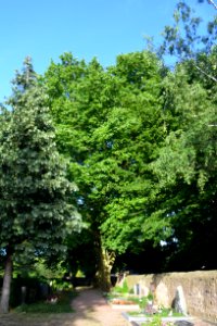 Bad Vilbel, Friedhof, 2 Platanen (1)