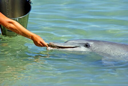 Eating hand feeding human