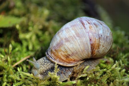 Snail slow Free photos