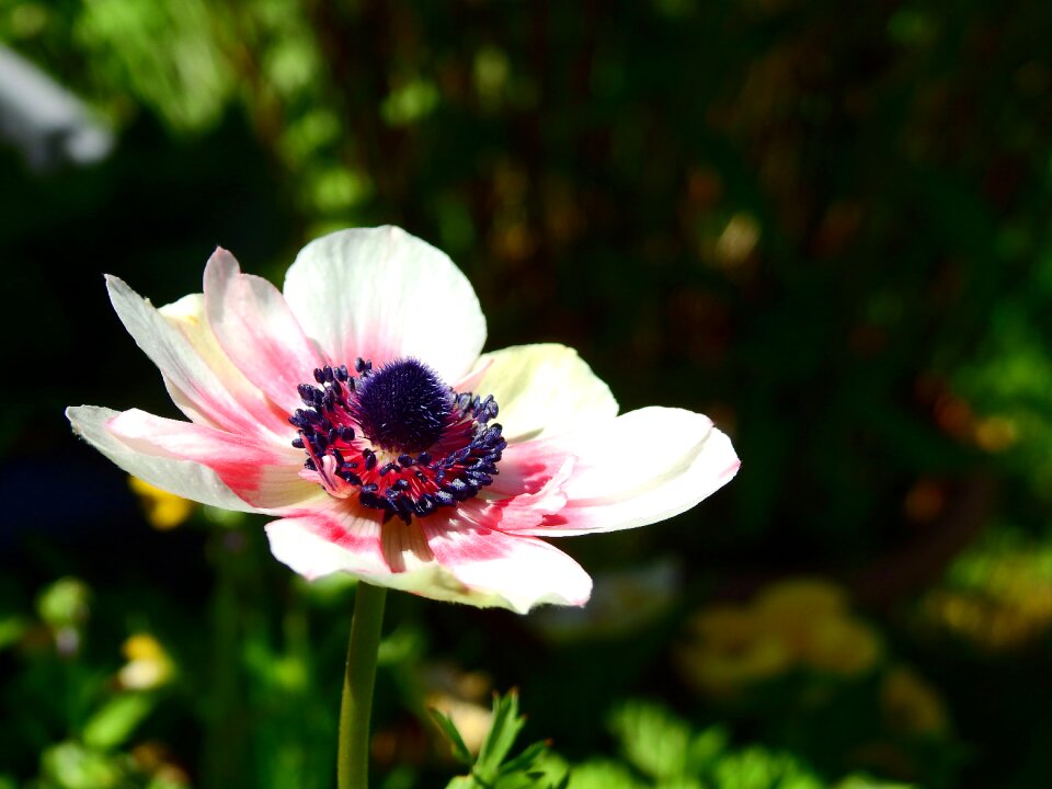 Anemone plant nature