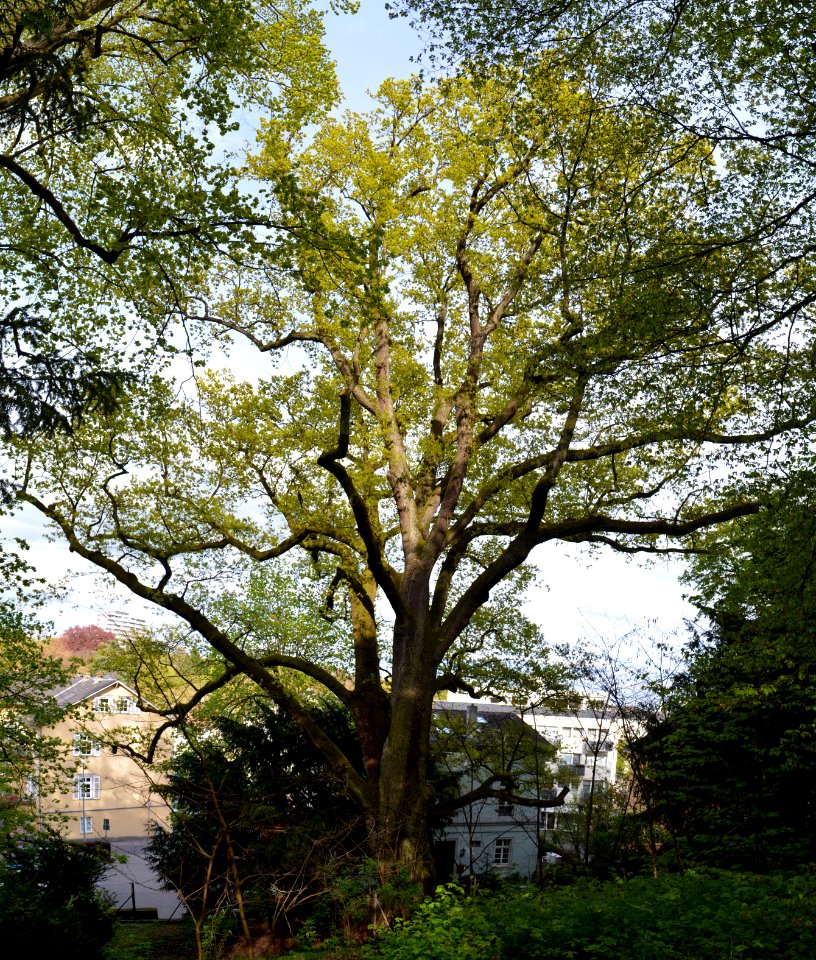 Bad Soden, Eiche am Paul-Reis-Haus