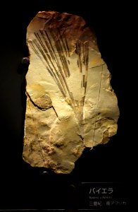 Baiera schencki - National Museum of Nature and Science, Tokyo - DSC07680