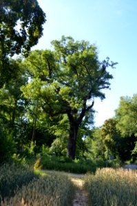 Bad Vilbel, Eiche am Seckbacher Busch (1)