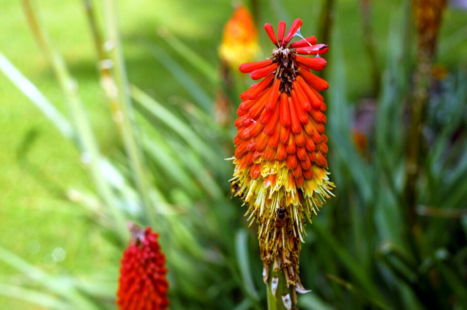 Bloom bloom orange