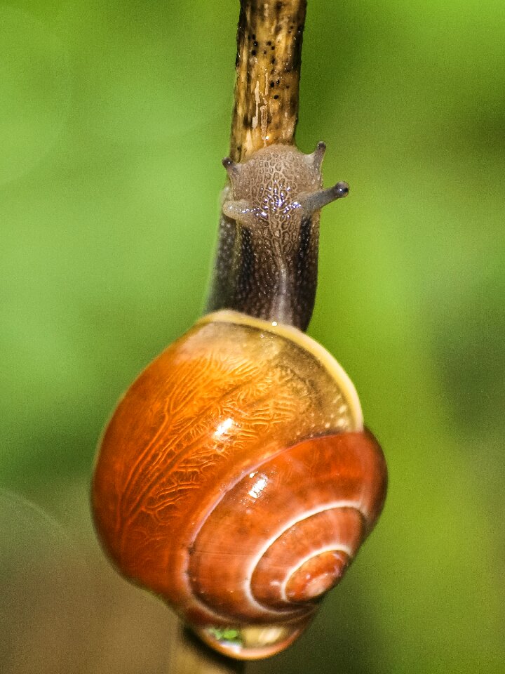 Tape worm reptile nature
