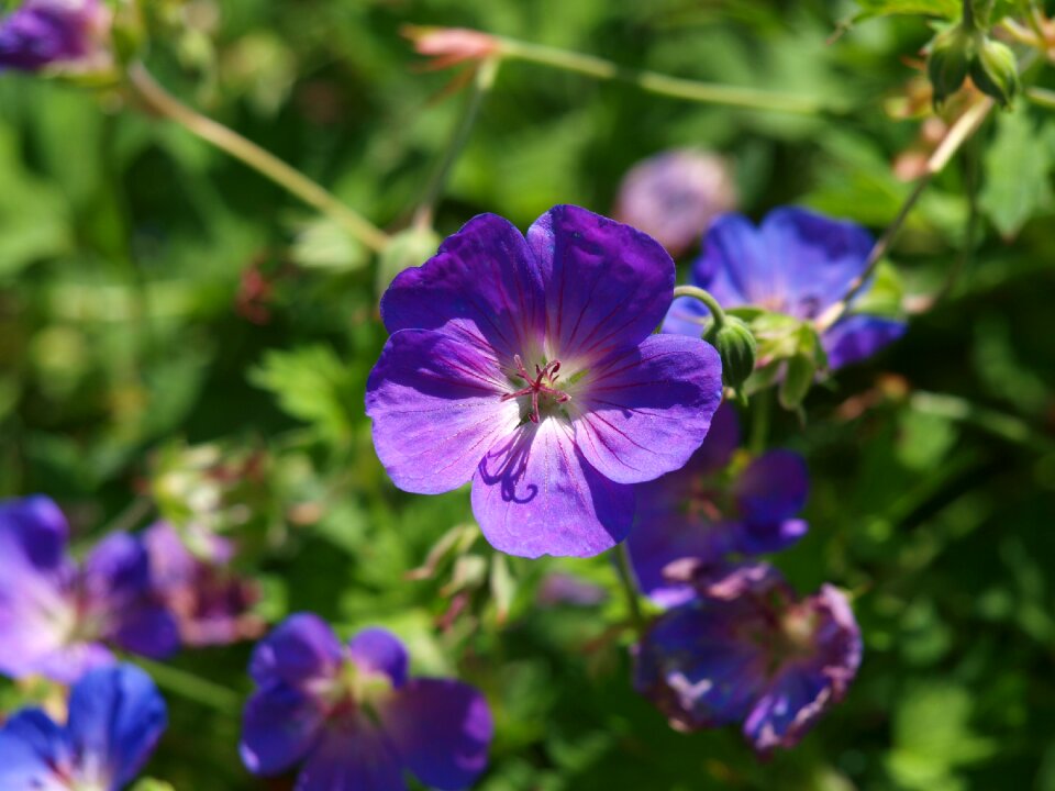 Bloom grand geranium geranium greenhouse