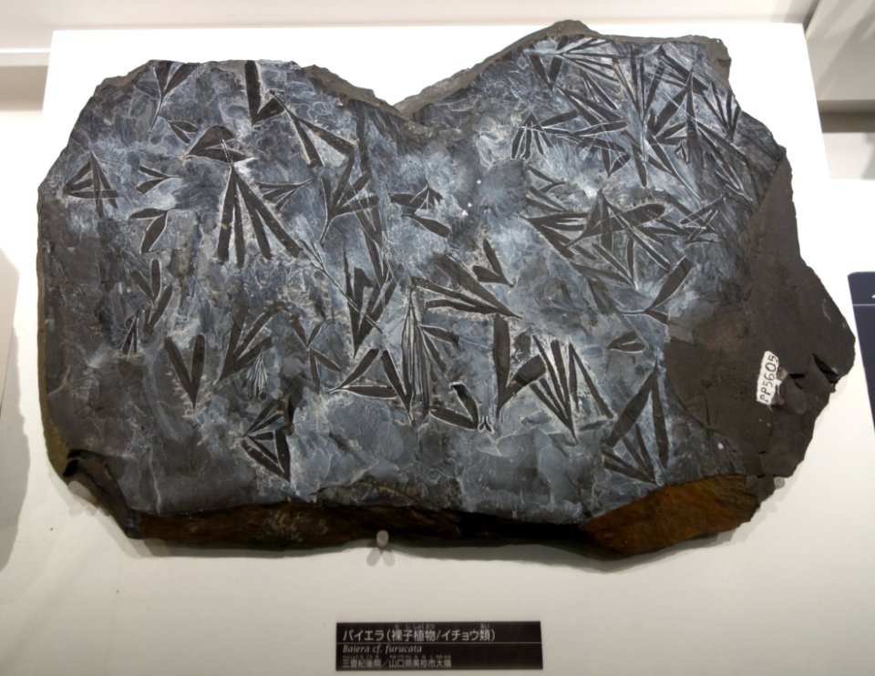 Baiera cf. furcata - National Museum of Nature and Science, Tokyo - DSC07002