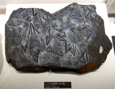 Baiera cf. furcata - National Museum of Nature and Science, Tokyo - DSC07002
