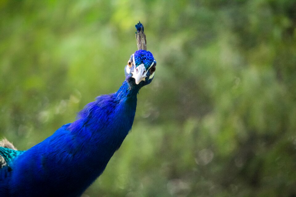 Peacock nationalpark pose