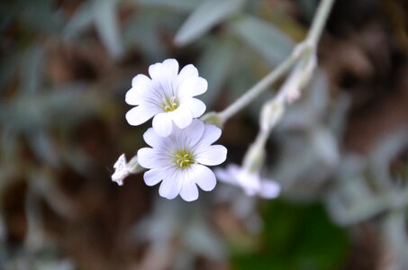White flower fauna nature