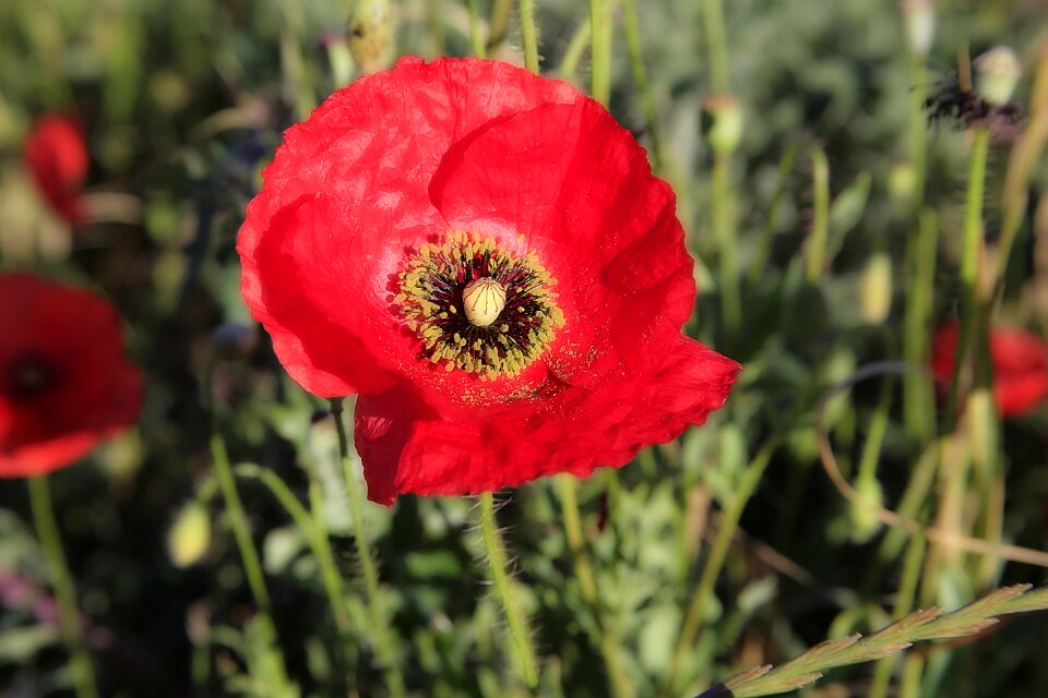 Field of poppies fleurs des champs summer