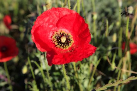 Field of poppies fleurs des champs summer