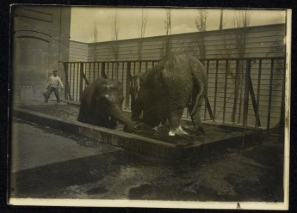 Badende olifanten in een dierentuin, Bestanddeelnr 158-1273