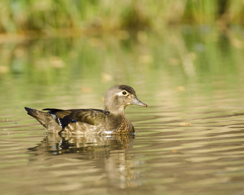 Pond water wildlife