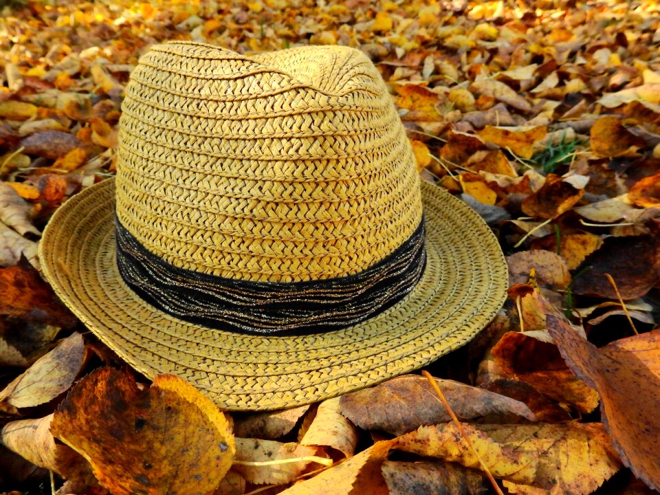 Moist fall color golden autumn