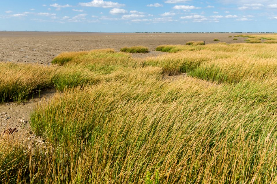 Baie aiguillon natural reserve Charente-Maritime