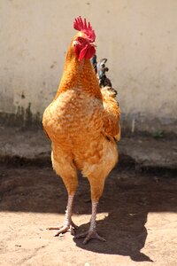 Poultry hen rural