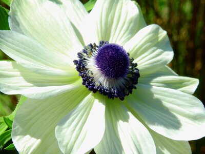 Anemone plant nature