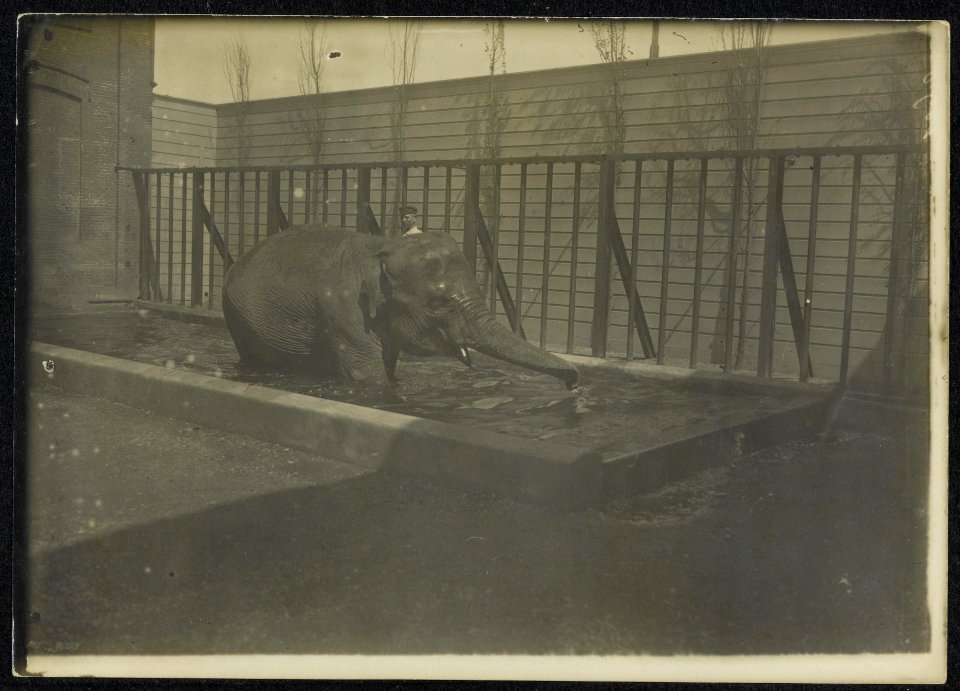 Badende olifant in een dierentuin, Bestanddeelnr 158-1272