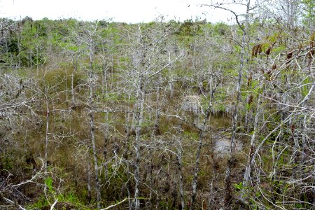 Bald cypress - Everglades National Park - DSC09440