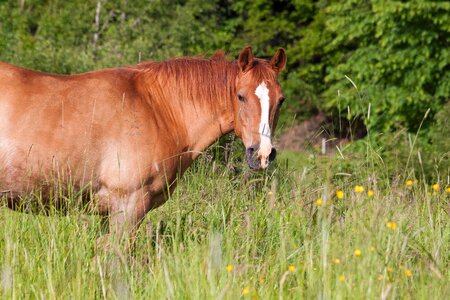 Pasture grass high