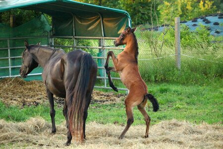 Brown mold rap thoroughbred arabian