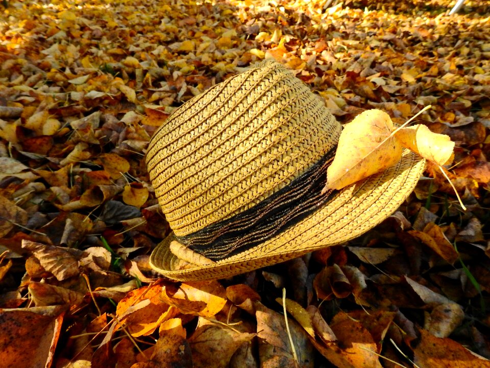 Moist fall color golden autumn