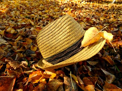 Moist fall color golden autumn