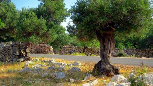 Olive groves nature the mediterranean vegetation