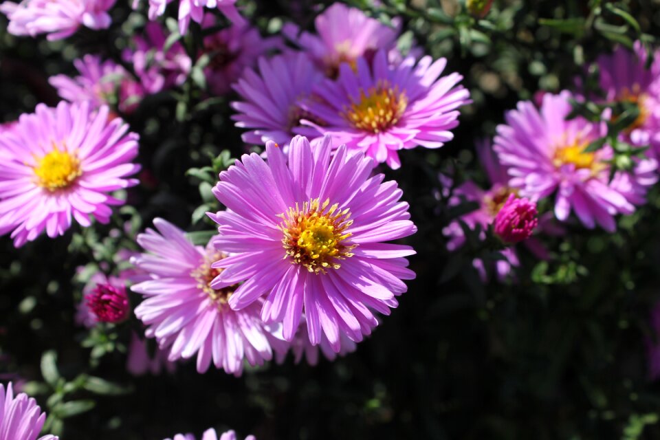 Plant purple flower nature