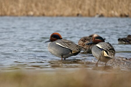 Waterfowl wild birds wild animal